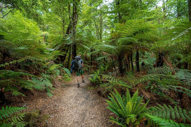Hiker on a hiking trail through forest with ferns and Tree fern