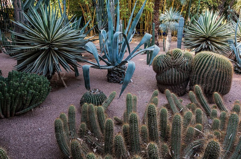 Cacti