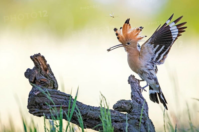 Hoopoe