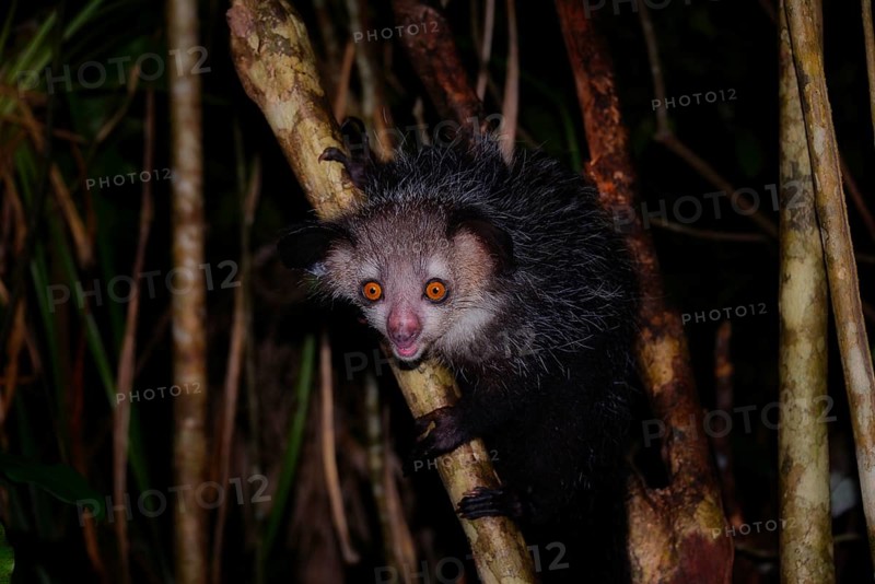 Aye-aye