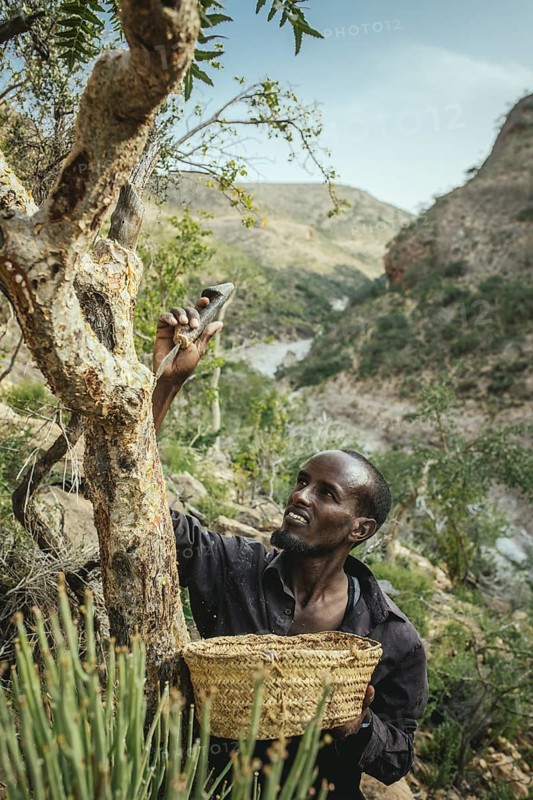 Incense farmer Musa harvesting incense