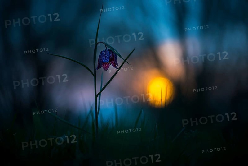 Snake's Head Fritillary