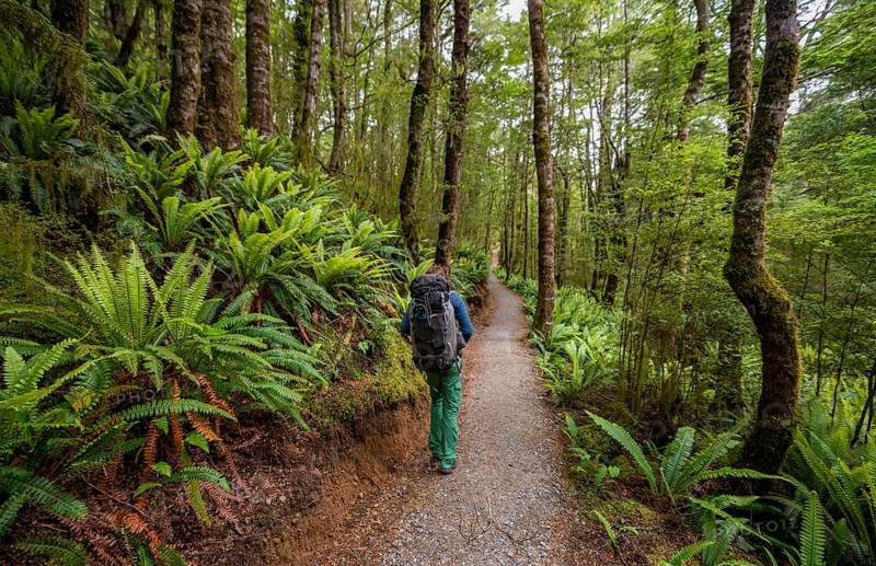 Hiker on trail through forest with ferns