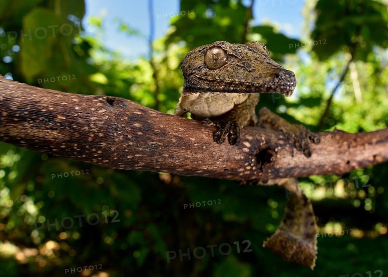 Leaf-tailed gecko
