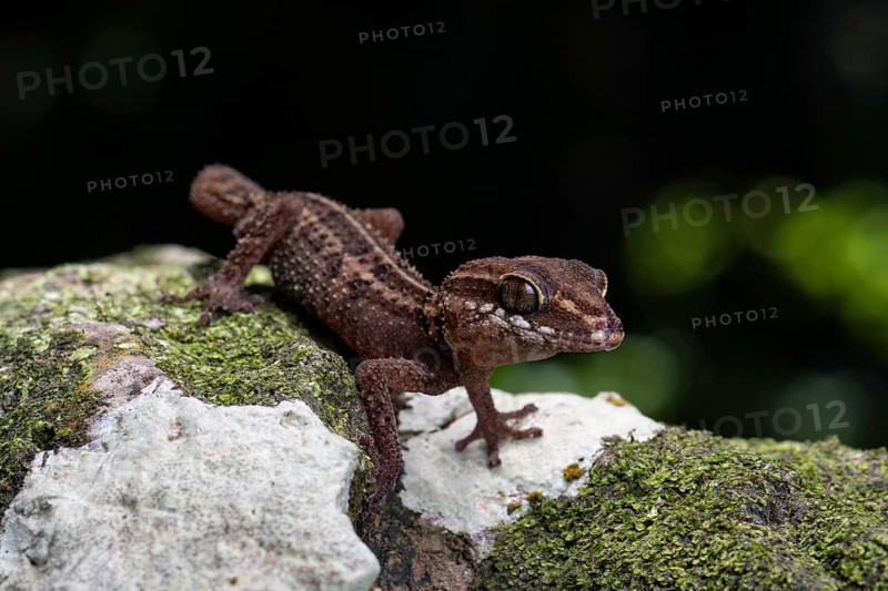 Bighead gecko