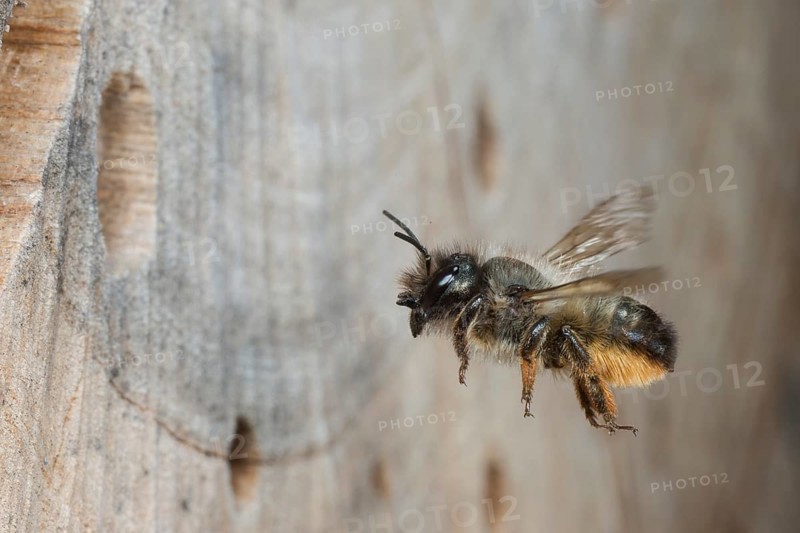 Horned mason bee