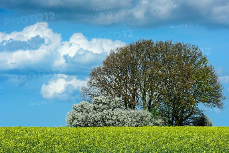 Oaks with flowering hedge in a rape field
