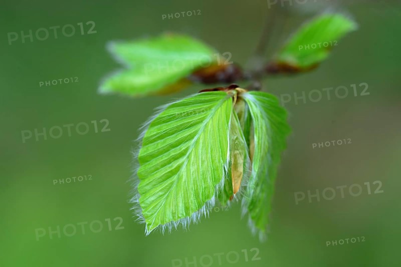 Leaf of a beech