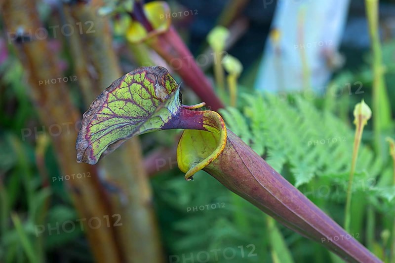 Sarracenia flava