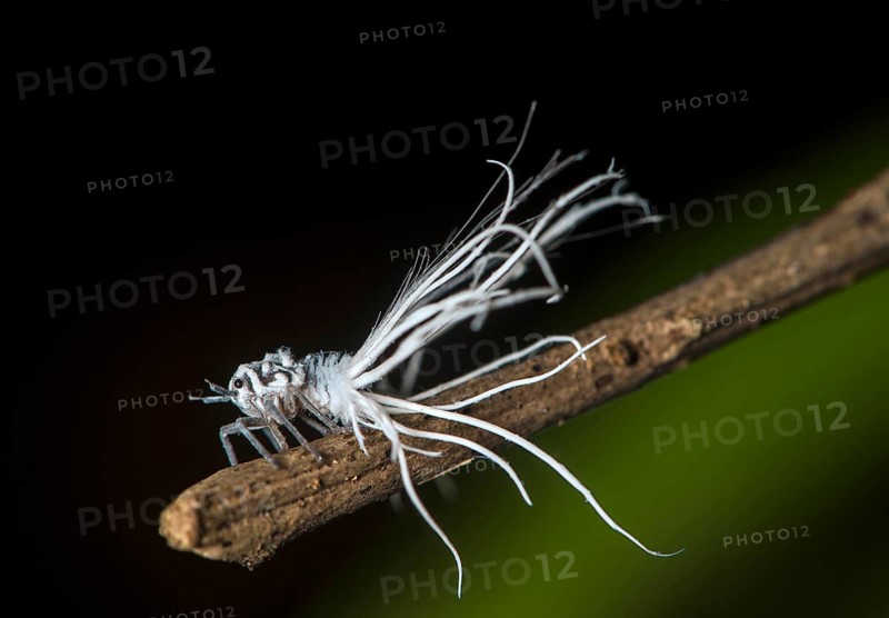 Late larval stage of a nymph of the pointed cicada