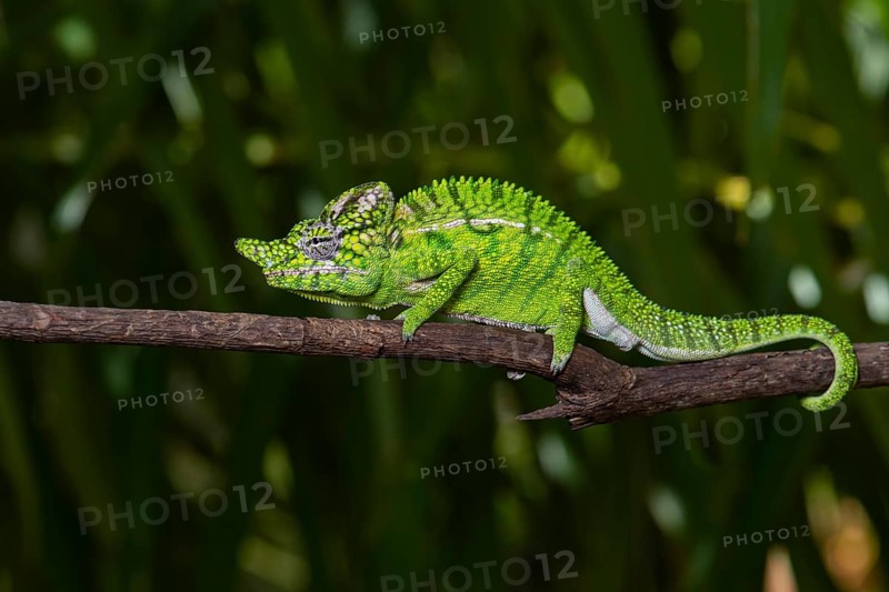 Chameleon male