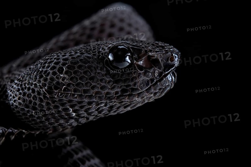 Mangrove Pit Viper