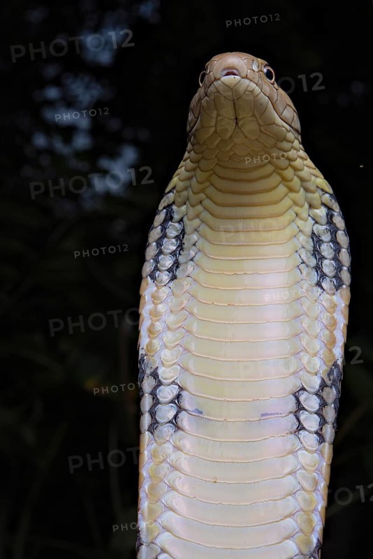 King Cobra