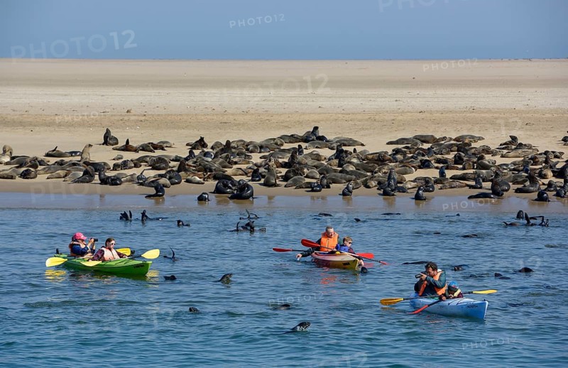 Tourists in sea kayaks between South African sea bears, Namibia