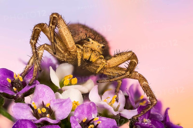 Macro Focus Stacking portrait of Common Crab Spider