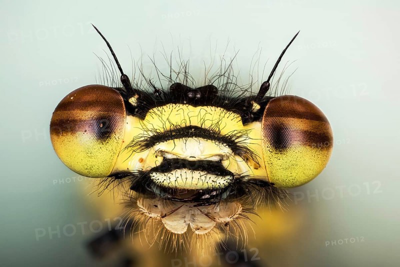 Macro Fucus Stacking portrait of male of Large Red Damselfly