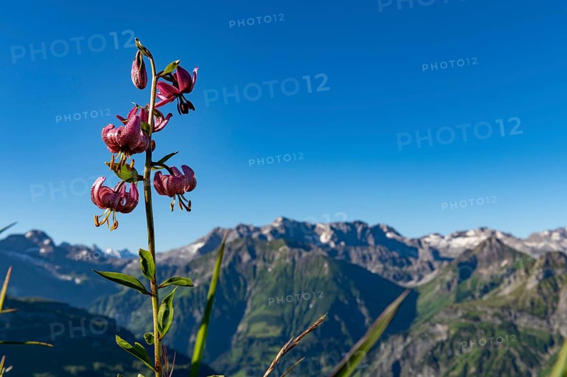 Martagon lily a