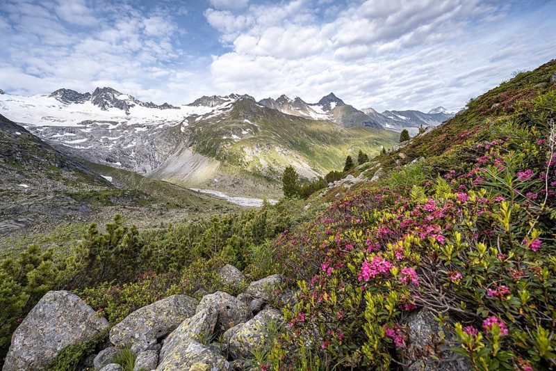 Pink alpine roses in front of mountains on the Berliner Hoehenweg