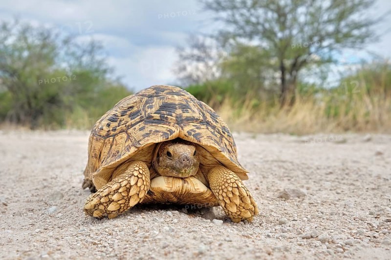 Leopard tortoise