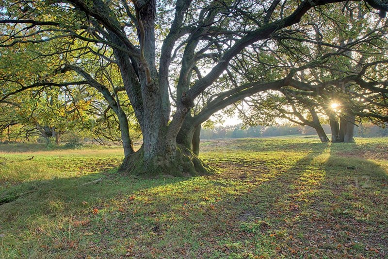 Wood pasture oak