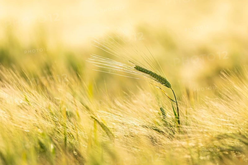 Barley ear