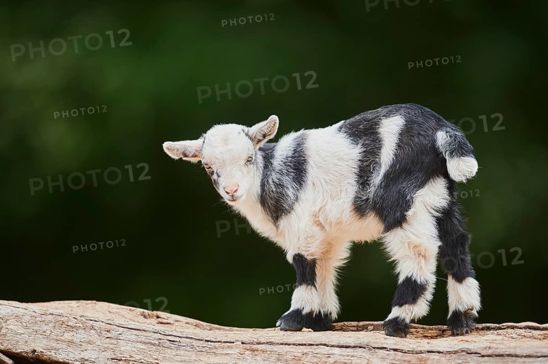 Domestic goat