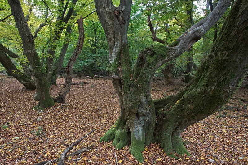 Old European hornbeams
