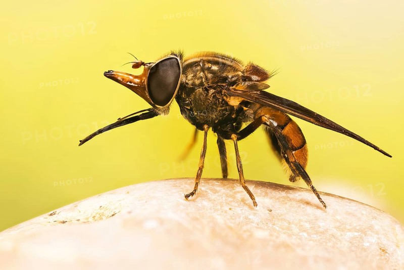 Macro focus stacking picture of Heineken Fly