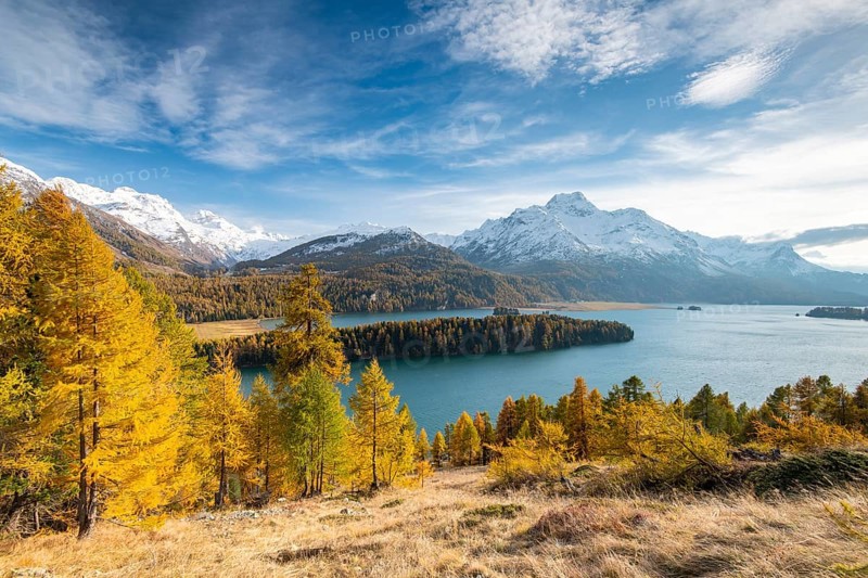 Autumnal larch forest with snow-covered mountains