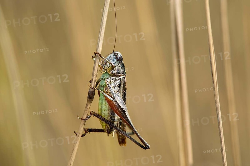 Roesel's bush-cricket