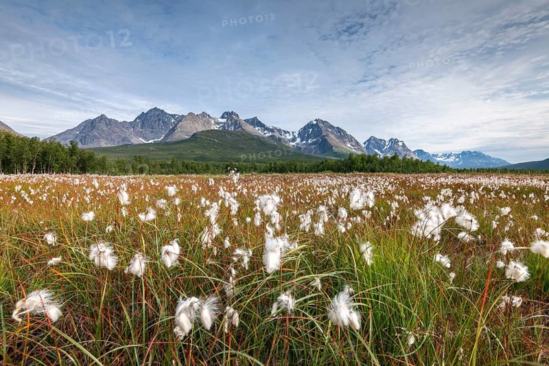 Cotton grass in wetlands off Bergen in the Lyngen Alps