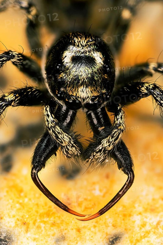 Macro Focus Stacking portrait of male of Jumping Spider