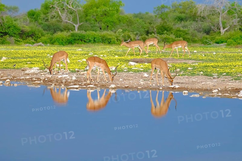 Black-faced Impalas