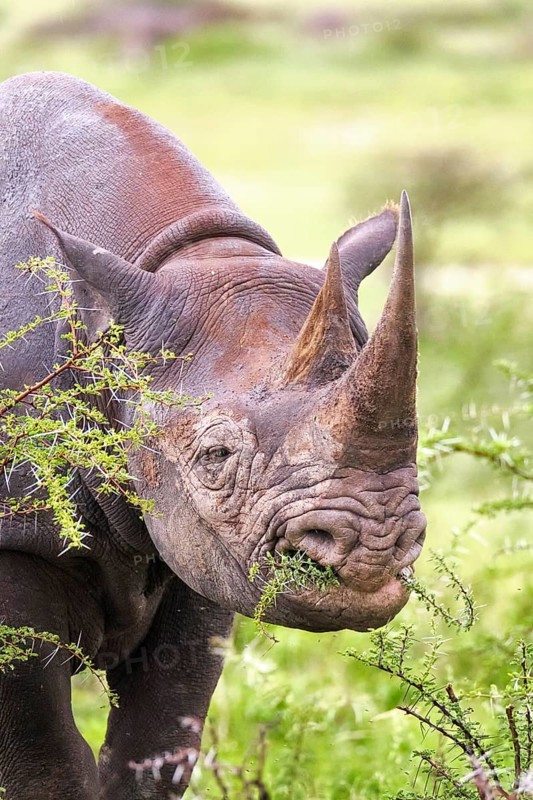 Black rhinoceros
