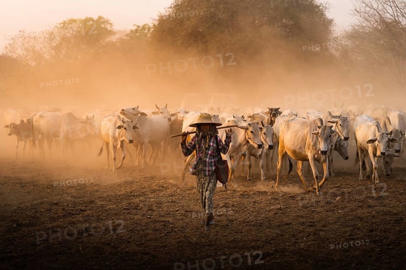 Shepherdess with herd of cattle walking on dry earth with dust during sunset