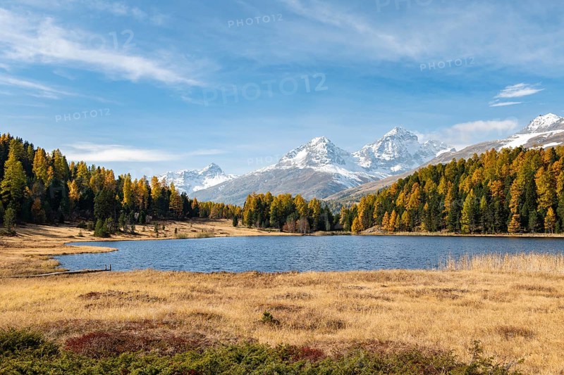Autumnal larches with snow-covered mountain peaks on Lake Staz