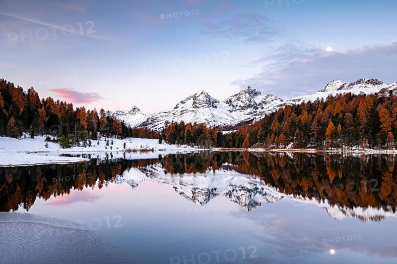 Autumnal larches with snow-covered mountain peaks are reflected in Lake Staz