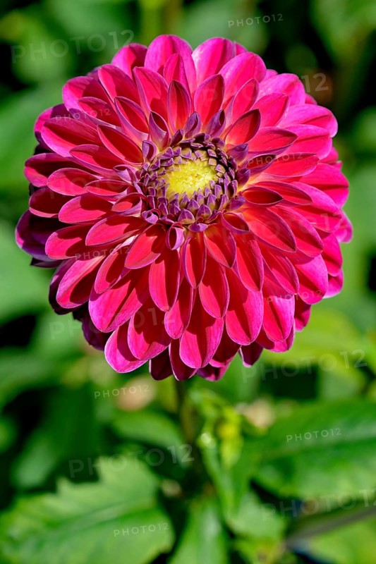 Decorative dahlia