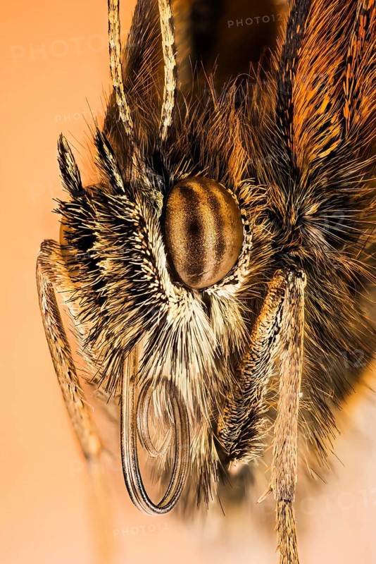 Portrait in Macro Focus Stacking technique of Gatekeeper or Hedge Brown