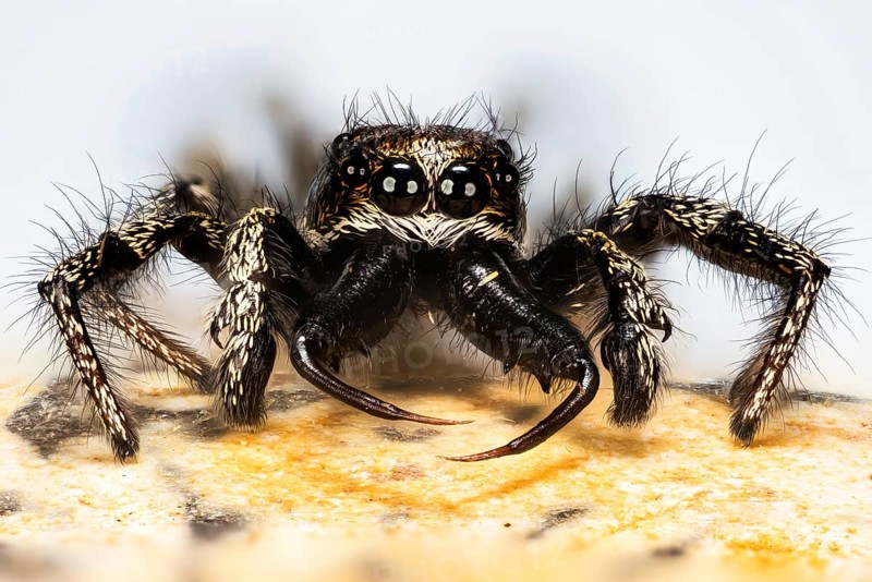 Macro Focus Stacking portrait of male of Jumping Spider