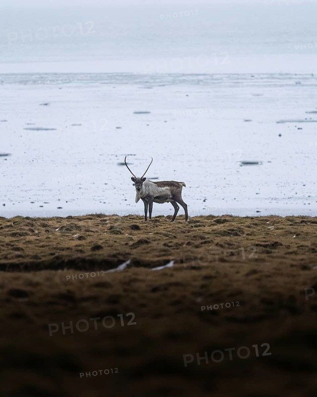 Deer in the distance on yellow grassland