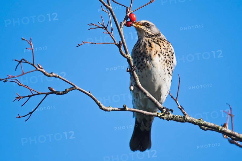 Fieldfares