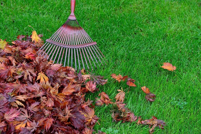 Leaf raking and autumn foliage