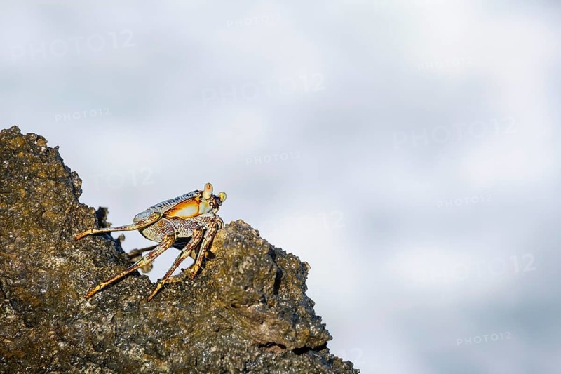 Crab