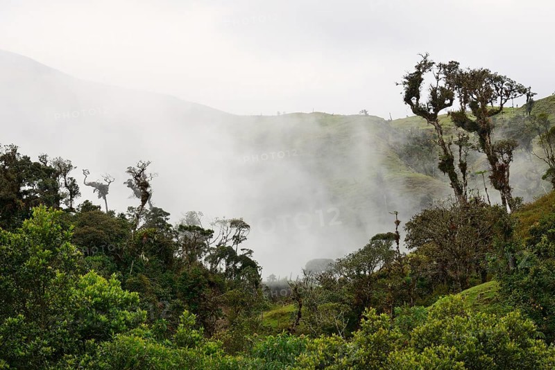 Wafts of mist in the jungle along the E50 road