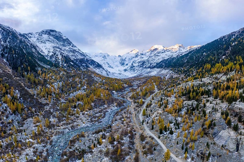 Autumn larch forest in the valley of the Morteratsch glacier