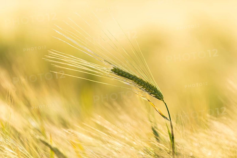 Barley ear