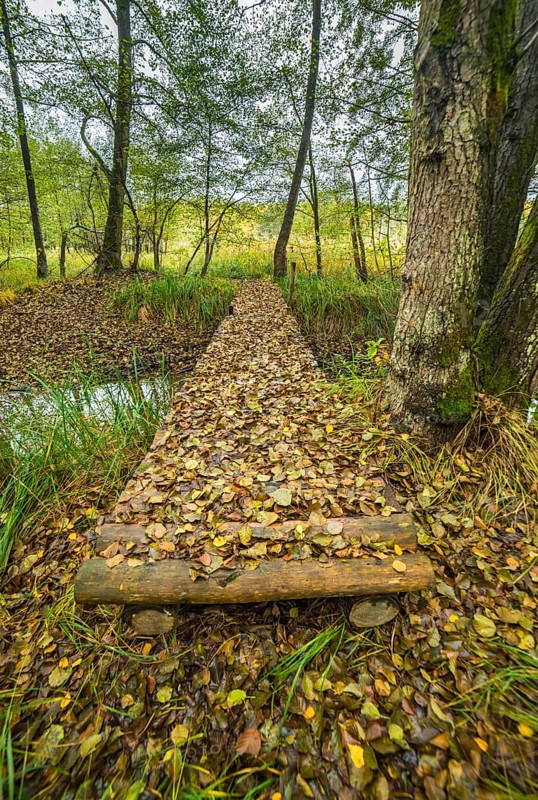 Wooden bridge covered by fallen autumn leaves in the forest