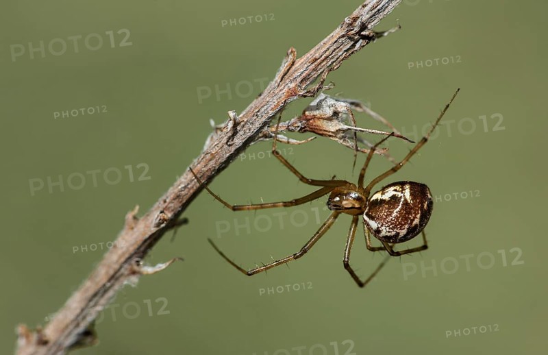 Females of the common canopy spider