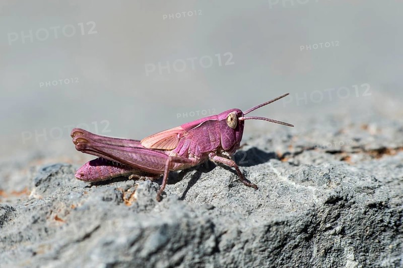 Nymph of a common field grasshopper